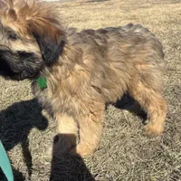 Cash, a male Soft Coated Wheaten Terrier for sale in Garden Grove, IA – Photo 3 of 5