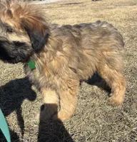 Cash, a male Soft Coated Wheaten Terrier for sale in Garden Grove, IA – Photo 3 of 5