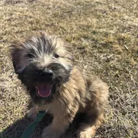 Cash, a male Soft Coated Wheaten Terrier for sale in Garden Grove, IA – Photo 1 of 5