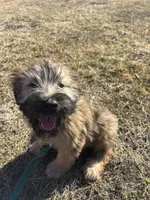 Cash, a male Soft Coated Wheaten Terrier for sale in Garden Grove, IA – Photo 1 of 5