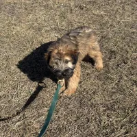Cash, a male Soft Coated Wheaten Terrier for sale in Garden Grove, IA – Photo 2 of 5