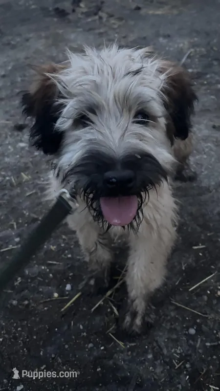 Cookie - AKC Soft Coated Wheaten Terrier Female, a female Soft Coated Wheaten Terrier for sale in Garden Grove, IA – Photo 1 of 6