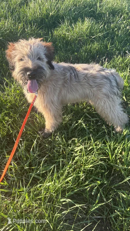 Cookie - AKC Soft Coated Wheaten Terrier Female – Soft Coated Wheaten Terrier puppy for sale in Garden Grove, IA