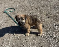 Cookie - AKC Soft Coated Wheaten Terrier Female, a female Soft Coated Wheaten Terrier for sale in Garden Grove, IA – Photo 5 of 6