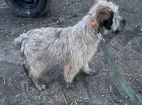 Cookie - AKC Soft Coated Wheaten Terrier Female, a female Soft Coated Wheaten Terrier for sale in Garden Grove, IA – Photo 2 of 6