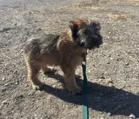 Cookie - AKC Soft Coated Wheaten Terrier Female, a female Soft Coated Wheaten Terrier for sale in Garden Grove, IA – Photo 4 of 6