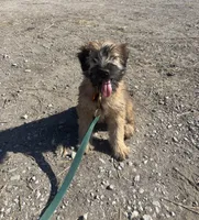 Cookie - AKC Soft Coated Wheaten Terrier Female, a female Soft Coated Wheaten Terrier for sale in Garden Grove, IA – Photo 6 of 6