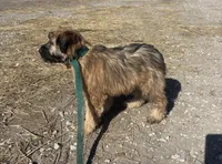 Cookie - AKC Soft Coated Wheaten Terrier Female, a female Soft Coated Wheaten Terrier for sale in Garden Grove, IA – Photo 3 of 6
