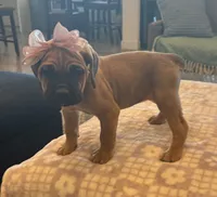 Yellow, a female Cane Corso for sale in Downey, CA – 4 of 6