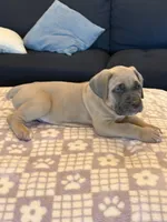 Orange, a male Cane Corso for sale in Downey, CA – 3 of 6