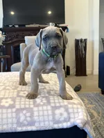 Green , a male Cane Corso for sale in Downey, CA – 3 of 5