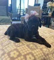 Purple , a female Cane Corso for sale in Downey, CA – 2 of 6