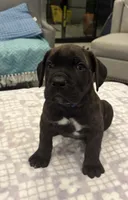 Blue, a male Cane Corso for sale in Downey, CA – 3 of 6