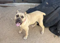 Blue, a male Cane Corso for sale in Downey, CA – 6 of 6