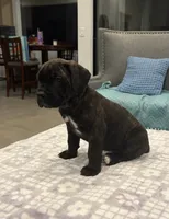 Blue, a male Cane Corso for sale in Downey, CA – 2 of 6