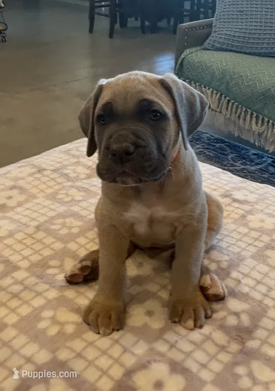 Orange – Cane Corso puppy for sale in Downey, CA