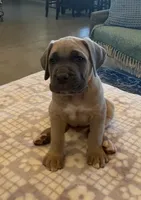 Orange, a male Cane Corso for sale in Downey, CA – 1 of 6