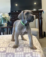 Green , a male Cane Corso for sale in Downey, CA – 2 of 5