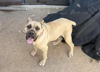 Purple , a female Cane Corso for sale in Downey, CA – 6 of 6