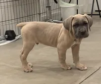 Orange, a male Cane Corso for sale in Downey, CA – 2 of 6