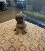 Orange, a male Cane Corso for sale in Downey, CA – 4 of 6