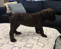 Blue, a male Cane Corso for sale in Downey, CA – 1 of 6