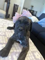 Purple , a female Cane Corso for sale in Downey, CA – 3 of 6