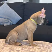 Yellow, a female Cane Corso for sale in Downey, CA – 2 of 6