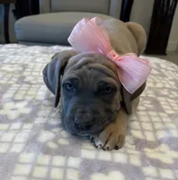Gray, a female Cane Corso for sale in Downey, CA – 2 of 5