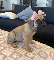 Yellow, a female Cane Corso for sale in Downey, CA – 3 of 6