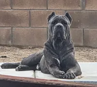 Orange, a male Cane Corso for sale in Downey, CA – 5 of 6