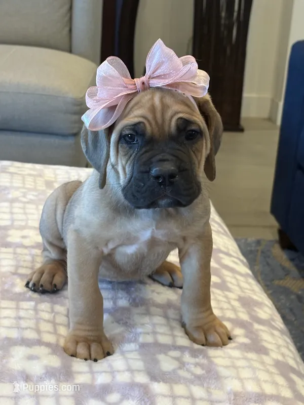 Yellow – Cane Corso puppy for sale in Downey, CA