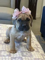 Yellow, a female Cane Corso for sale in Downey, CA – 1 of 6
