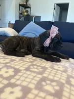 Purple , a female Cane Corso for sale in Downey, CA – 4 of 6