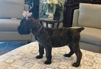 Purple , a female Cane Corso for sale in Downey, CA – 1 of 6