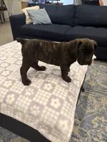 Blue, a male Cane Corso for sale in Downey, CA – 4 of 6