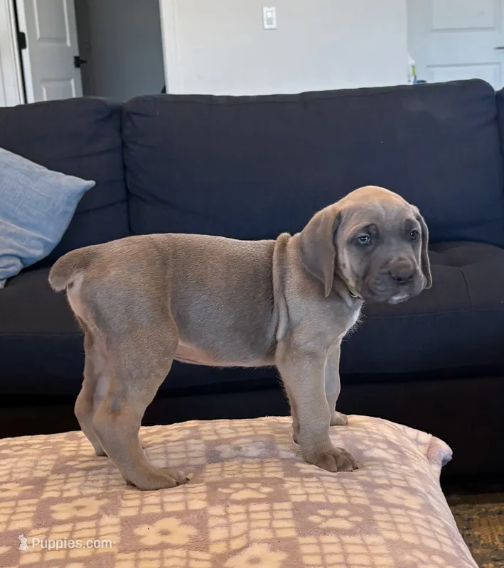 Green  – Cane Corso puppy for sale in Downey, CA