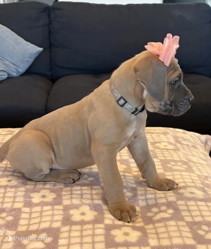 Gray – Cane Corso puppy for sale in Downey, CA