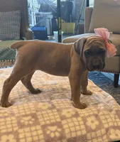 Gray, a female Cane Corso for sale in Downey, CA – 3 of 5