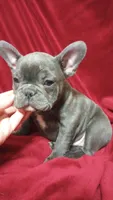 Brinley--Blue Brindle, a female English Bulldog and French Bulldog for sale in Appleton City, MO – Photo 3 of 5
