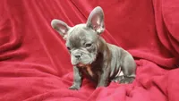 Brinley--Blue Brindle, a female English Bulldog and French Bulldog for sale in Appleton City, MO – Photo 5 of 5