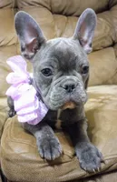 Brinley--Blue Brindle, a female English Bulldog and French Bulldog for sale in Appleton City, MO – Photo 1 of 5