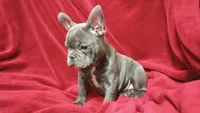 Brinley--Blue Brindle, a female English Bulldog and French Bulldog for sale in Appleton City, MO – Photo 2 of 5