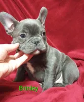 Brinley--Blue Brindle, a female English Bulldog and French Bulldog for sale in Appleton City, MO – Photo 4 of 5