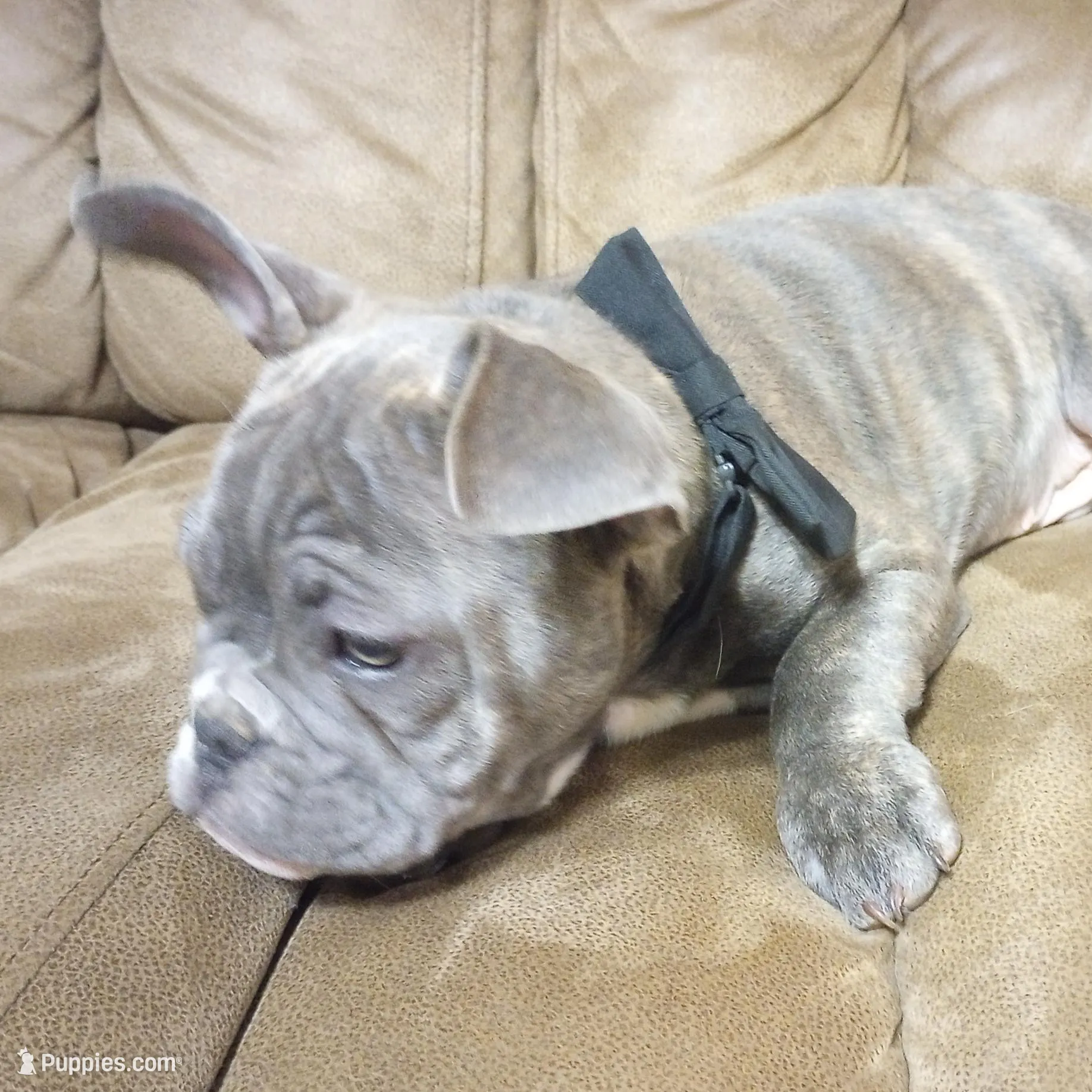 Tank--Blue Brindle, a male English Bulldog and French Bulldog for sale in Appleton City, MO – Photo 2 of 2