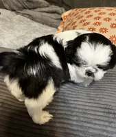 Booger , a male Shih Tzu for sale in Asheville, NC – 2 of 10