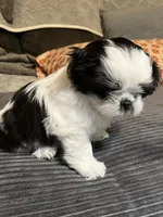 Booger , a male Shih Tzu for sale in Asheville, NC – 10 of 10