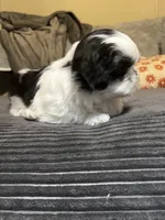 Booger , a male Shih Tzu for sale in Asheville, NC – 3 of 10