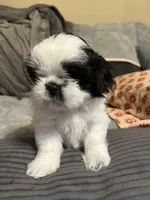 Booger , a male Shih Tzu for sale in Asheville, NC – 4 of 10