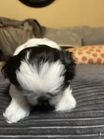 Booger , a male Shih Tzu for sale in Asheville, NC – 5 of 10